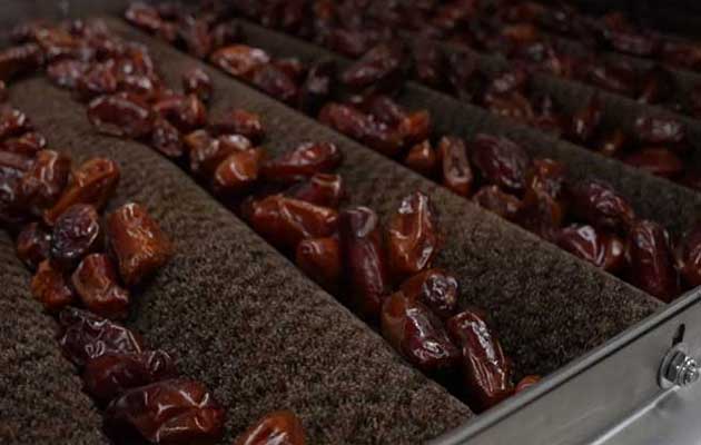 What Are The Steps In Dates Plam Processing?