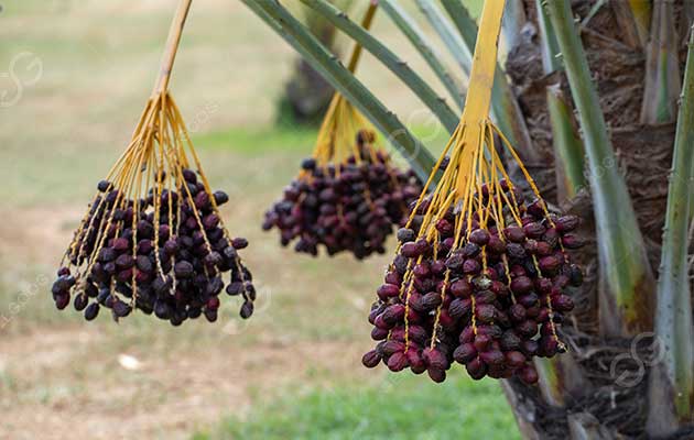 How To Grades Of Medjool Dates？