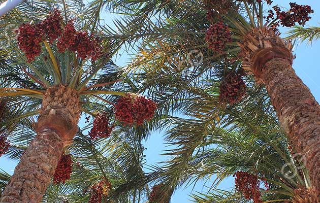 What Are Medjool Dates Benefits？