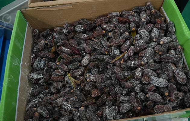 How Are Medjool Dates Cleaned In A Factory?