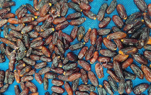 How To Process Date Palm In Factory?